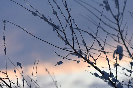 Colorful sunset in the winter forestの写真素材