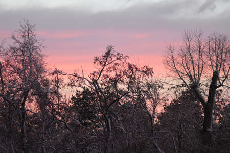 Colorful sunset in the winter forestの写真素材