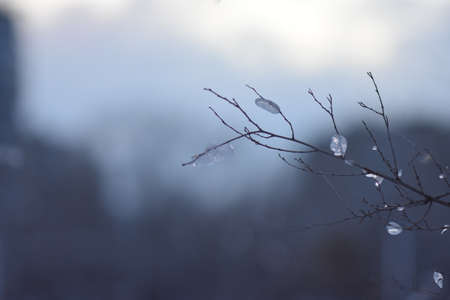 Colorful sunset in the winter forestの写真素材