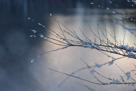 Colorful sunset in the winter forestの写真素材