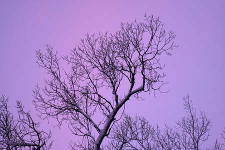 Colorful sunset in the winter forestの写真素材