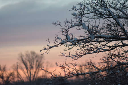 Colorful sunset in the winter forestの写真素材