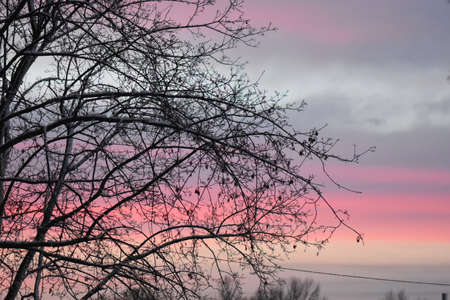 Colorful sunset in the winter forestの写真素材