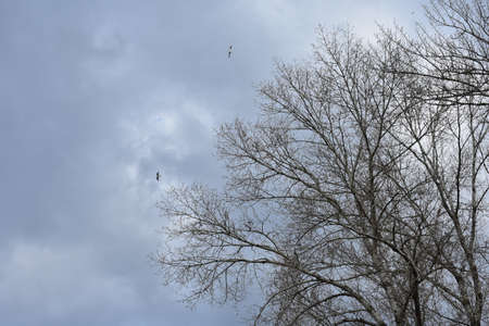 Cloudy winter day with amazing skyの写真素材