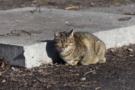 Homeless cat on the groundの写真素材
