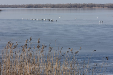 Frozen river in sunny day
