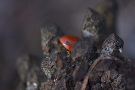 Lady bug on a pine cone