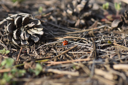 Lady bug on a pine cone