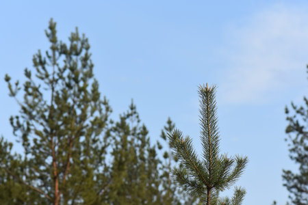 Top trees on the blue background