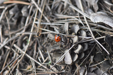 Lady bug on a pine cone