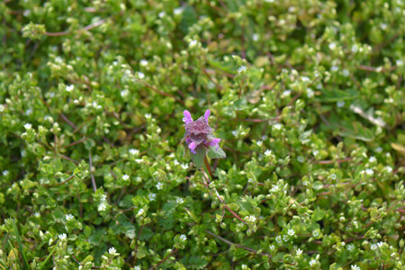 Little purple flowers in the garden close up