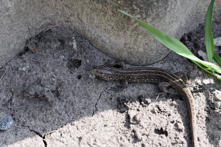 Gray lizard close up