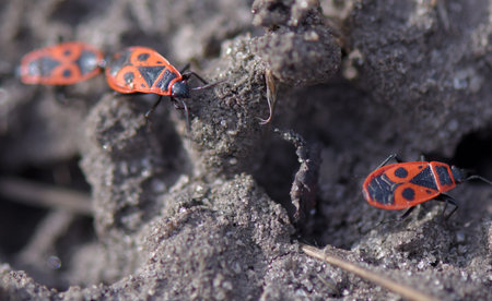Red beetles on the sand
