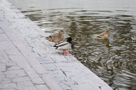 female mallard duck