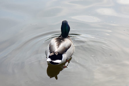 Male duck on the water