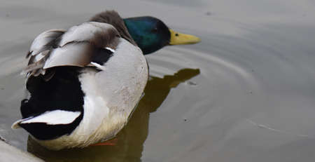 male mallard duck with yellow beakの写真素材