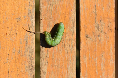 green caterpillar on wooden background