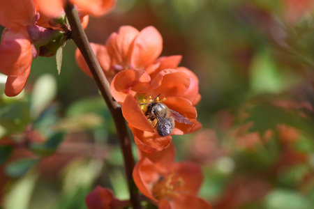 macro of red flower