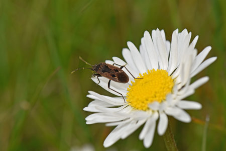 daisy flower in the field