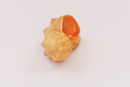 sea shell on a white background