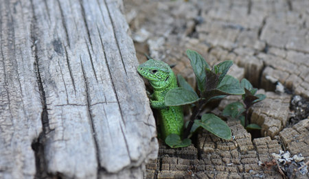 green lizard in the garden