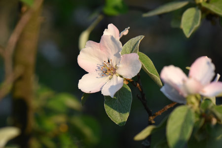 Apple tree bloom in sunset light