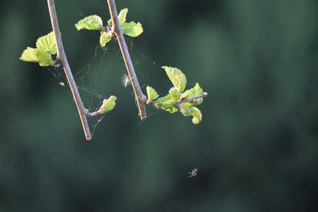spring green leaves in the gardenの写真素材