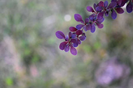 purple flowers in the gardenの写真素材