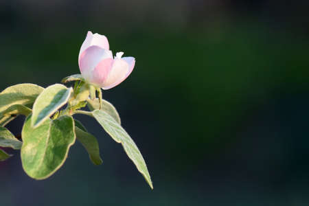 Apple tree bloom in sunset lightの写真素材