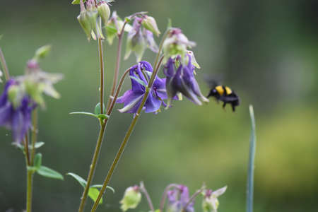 bee on a perple flowerの写真素材