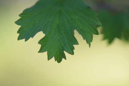 maple leaf on green background