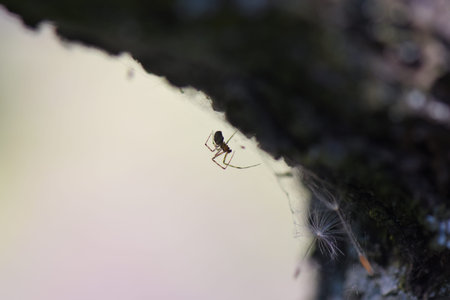 spider on the web