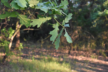 green leaves in autumn