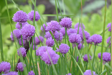 purple flowers in the garden