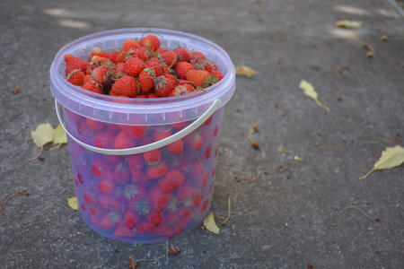 strawberries in a bucket