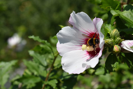 bee on white hibiscus flower