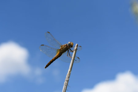 dragonfly on a blue sky