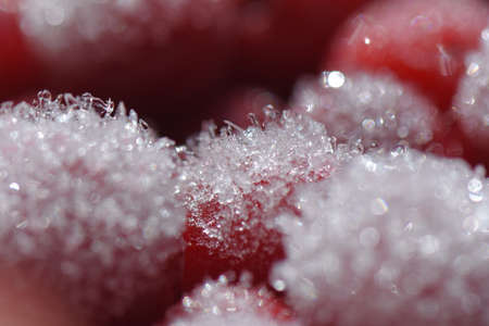 Frozen cherries close upの写真素材