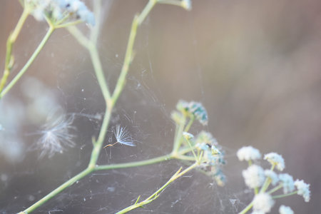 spider web on a flower