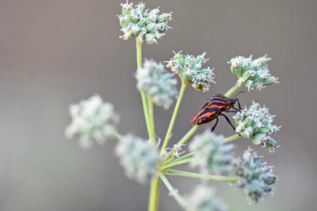 Striped beetle on a flower