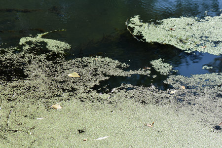 river in the forest with green plants on waterの写真素材