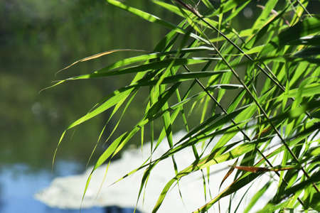 green fresh reed grass close upの写真素材