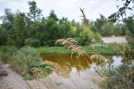 close up of grass in the forest