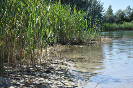 reeds in the waterの写真素材