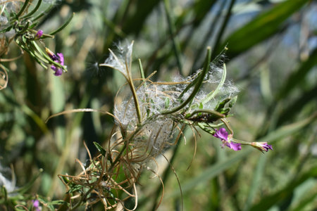 spider web on a flower in the forest