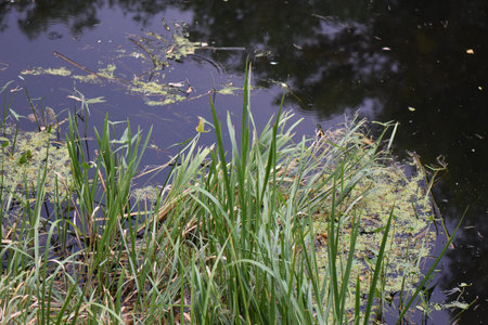 green grass with drops of water