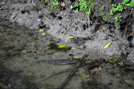 Fish in pond near plants