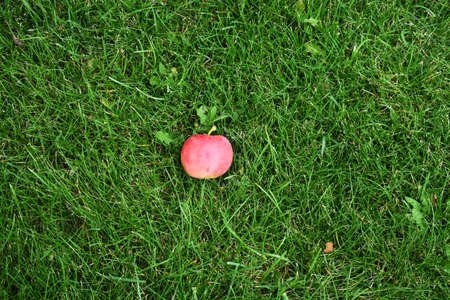 red apple in fresh grassの写真素材