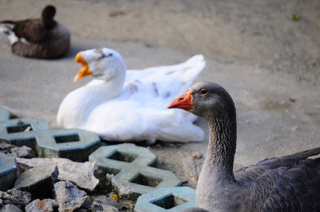 country goose on the beach