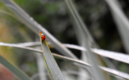 rain drops on the grass